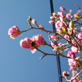 Пролет