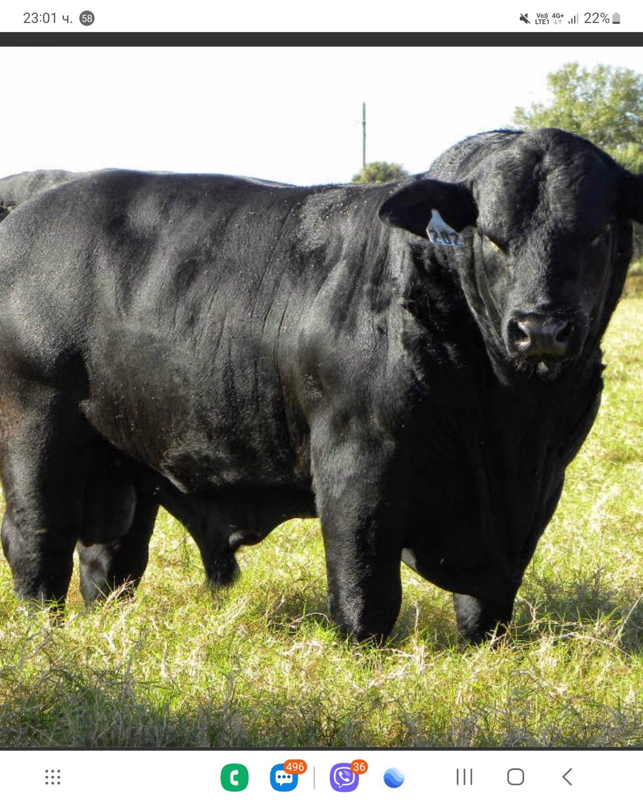 черного быка чистопородного черного. порода абердин ангус. черного быка чистопородного черного. бык "абердин-ангус". блэк ангус бык.