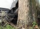 Пийнала шофьорка се вряза дърво, 17-годишен е с опасност за живота