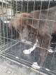 Animal hope прибра малтретираното куче живо и здраво