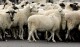 Шофьор блъсна стадо, уби 11 овце край Габарево