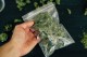 Задържаха младеж, открили марихуана в дома му