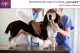 Във ветеринарна амбулатория „Зоовет“ - кампания за профилактика на трансмисивните заболявания 