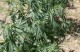 Над двуметрови растения марихуана откриха в няколко къщи в Крън