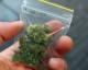 Арест за крънчанин, предал доброволно марихуана при проверка на дома му