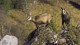 Бракониери убиха диви кози край Тъжа. Води се разследване