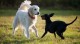 Правят нови две градинки за кучета в Казанлък