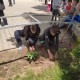 Седмокласници засадиха рози Дамасцена в двора на училището си