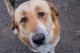 От Animal Hope – Kazanlak алармират за случаи на отровени бездомни кучета и котки в Павел баня