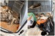 Тровенето на бездомни животни в Павелбанско продължава. Откриха мъртви 4 кучета и 2 котки