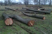 WWF алармира за предколедна сеч на естествена елшова гора край Казанлък / Новини от Казанлък