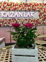 Царица Роза посреща туристите на „Ваканция и СПА Експо” / Новини от Казанлък