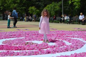 72 000 рози - в една за Празника на Казанлък / Новини от Казанлък