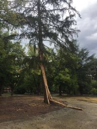 Мълния разцепи дърво в Розариума / Обновена / Новини от Казанлък