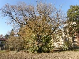 Близо двувековен казанлъшки кестен се бори за приза “Дърво с корен 2020“ / Новини от Казанлък