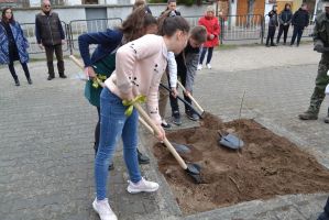 Кирковци посадиха копринено дърво пред училището си / Новини от Казанлък