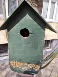 Кирковци поставиха къщички за птици в  двора на училището / Новини от Казанлък