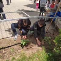 Седмокласници засадиха рози Дамасцена в двора на училището си