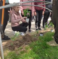 Седмокласници засадиха рози Дамасцена в двора на училището си / Новини от Казанлък