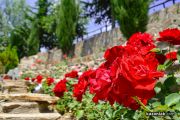Дни на Розата в Дамасцена