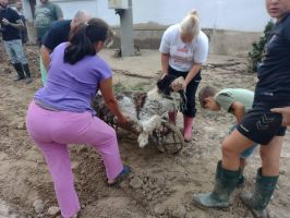 Казанлъчани помагат и на пострадалите животни след бедствието в Карловско / Новини от Казанлък