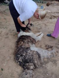 Казанлъчани помагат и на пострадалите животни след бедствието в Карловско / Новини от Казанлък