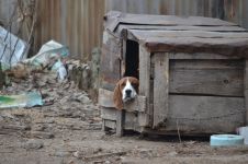 В Павел баня стартира кампания за безплатна кастрация на домашни кучета 