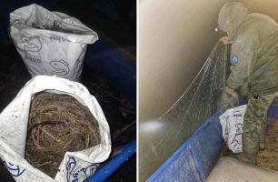 Инспекторите на ИАРА върнаха в язовир “Жребчево“ над 50 кг риба