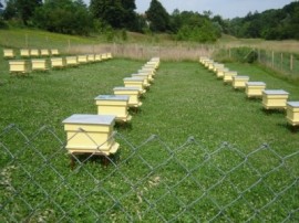 Крими: Нова кражба на пчелни кошери / Новини от Казанлък