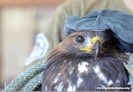 Освободиха излекуван в Зелени балкани скален орел край Тъжа / Новини от Казанлък