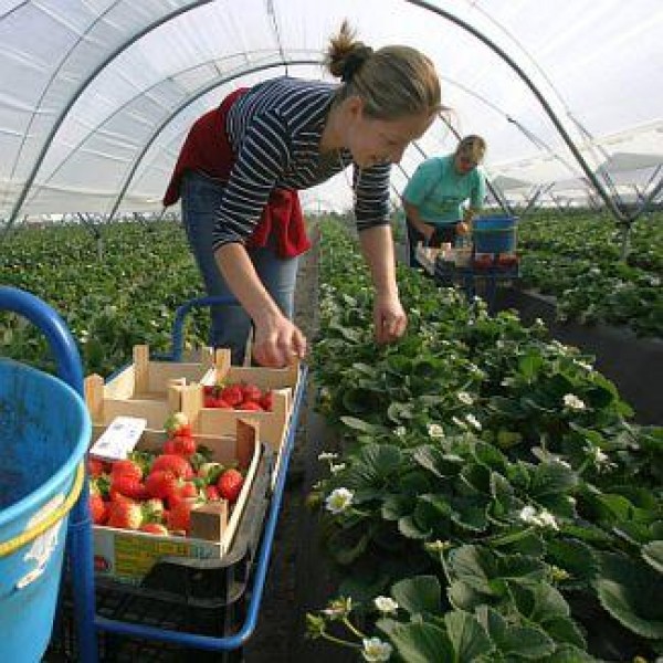 Испански работодатели търсят жени за бране на ягоди / Новини от Казанлък