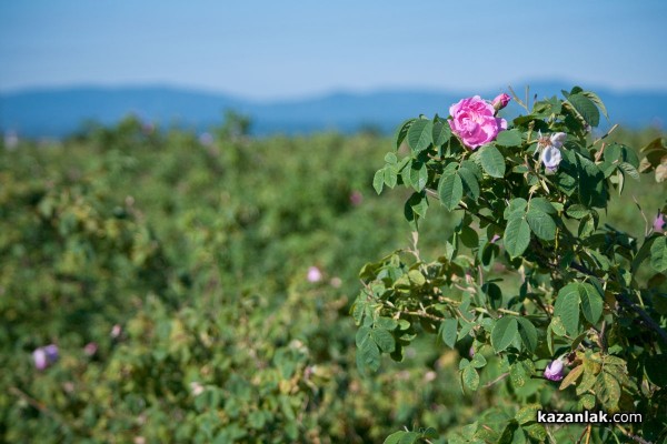 Кражба на розов цвят от масиви близо до Мъглиж / Новини от Казанлък