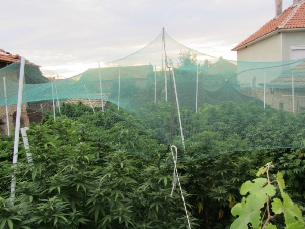 Спецакция разкри “градина“ с марихуана в Кънчево / Новини от Казанлък