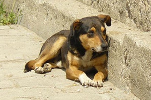 Община Казанлък стартира кампания за безплатно кастриране на животни / Новини от Казанлък