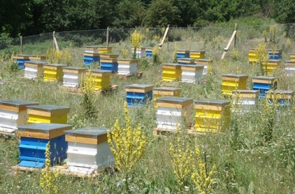 Откраднаха пчелни кошери в Горно Черковище  / Новини от Казанлък