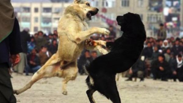Районна прокуратура възложи проверка за незаконни боеве с кучета в региона / Новини от Казанлък