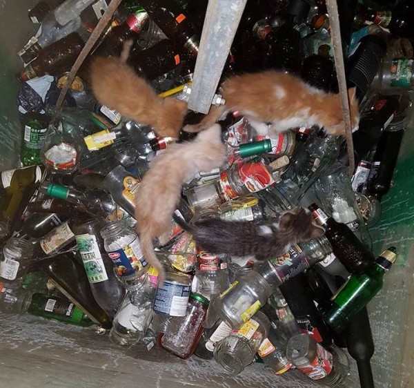 Спасиха малки котета изхвърлени в контейнер за стъкла / Новини от Казанлък