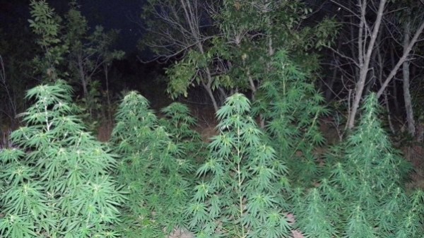 Задържаха казанлъчанин засял марихуана в Родопите / Новини от Казанлък