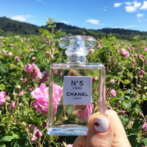Железница грози розовите градини на побратимия ни Грас и бъдещето на Chanel5 / Новини от Казанлък