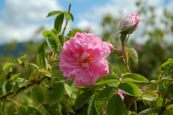 6700 коренчета маслодайна роза откраднаха в Тъжа / Новини от Казанлък