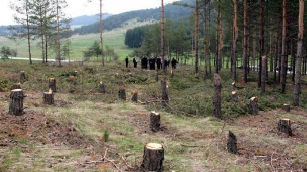 Изсякоха 85 пространствени кубични метра дърва от общински имот в Средногорово / Новини от Казанлък