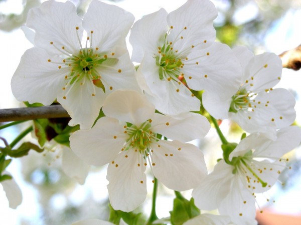 Празниците на цъфналите вишни в Казанлък ще си имат собствен химн / Новини от Казанлък