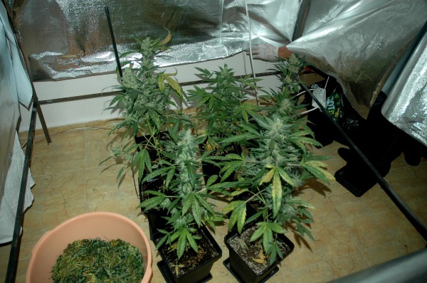 16 растения и близо половин килограм марихуана са открити в дома на казанлъчанин / Новини от Казанлък