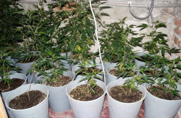 Намериха 14 растения марихуана и амфетамин в дома на енинец / Новини от Казанлък