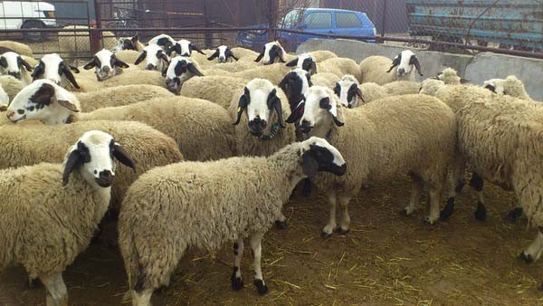 Апаш отмъкна 6 овце от кошара в Мъглиж / Новини от Казанлък