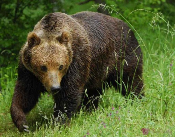 Намериха убита мечка в енинския балкан / Новини от Казанлък
