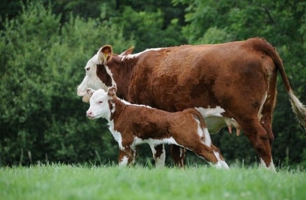 Откраднаха крава и теле от обор край Овощник / Новини от Казанлък
