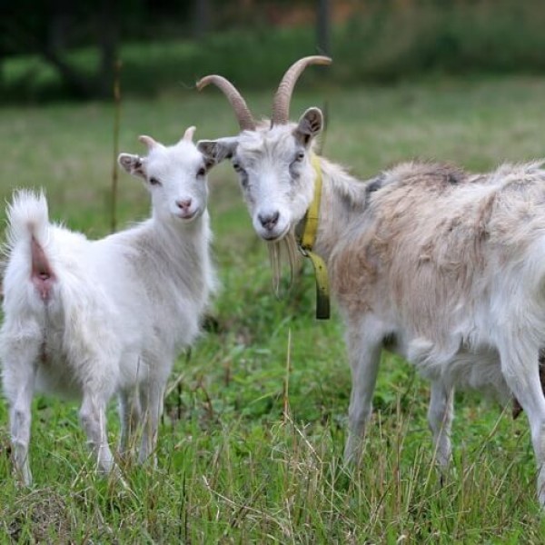 Поредна кражба на животни: 20 кози изчезнаха от пасище / Новини от Казанлък