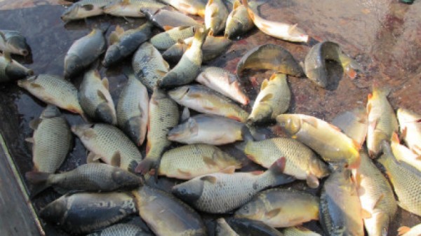 Предлагат строги наказания за бракониерите на риба / Новини от Казанлък