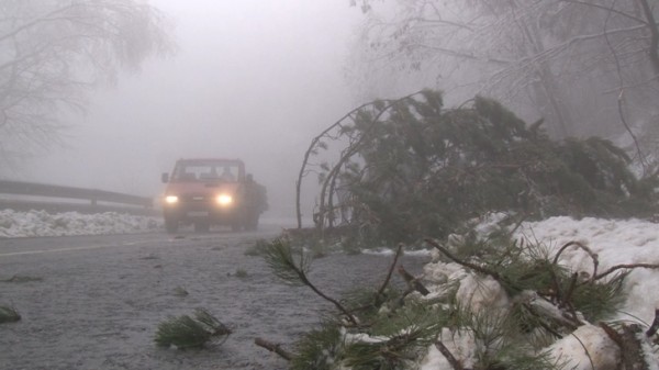 Дърво падна върху два автомобила на прохода Шипка / Новини от Казанлък